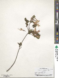Rhododendron atlanticum image