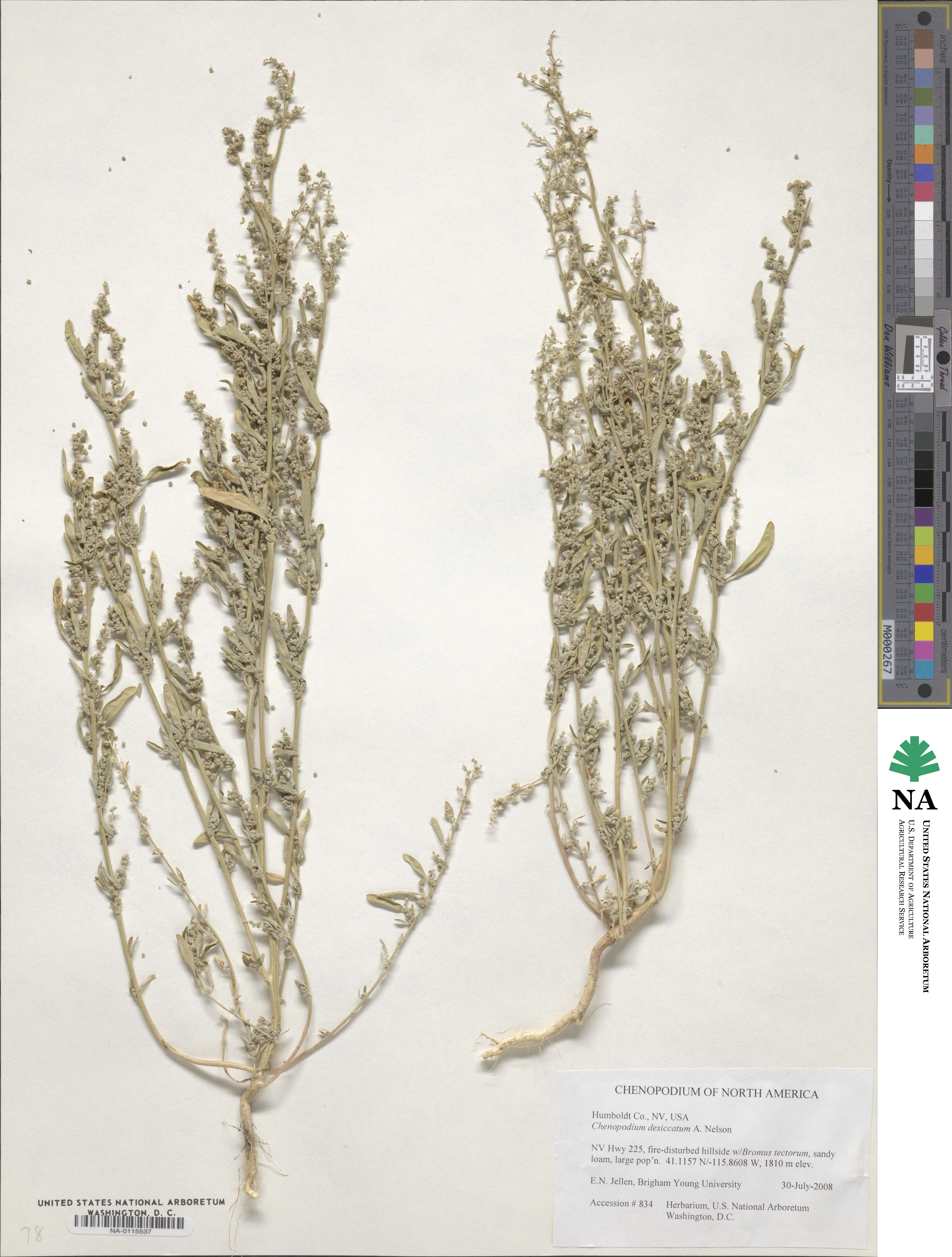 Chenopodium desiccatum image