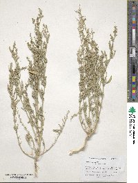 Chenopodium desiccatum image