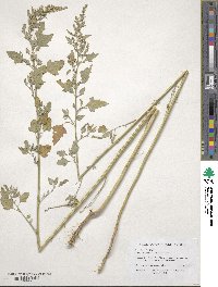 Chenopodium berlandieri image