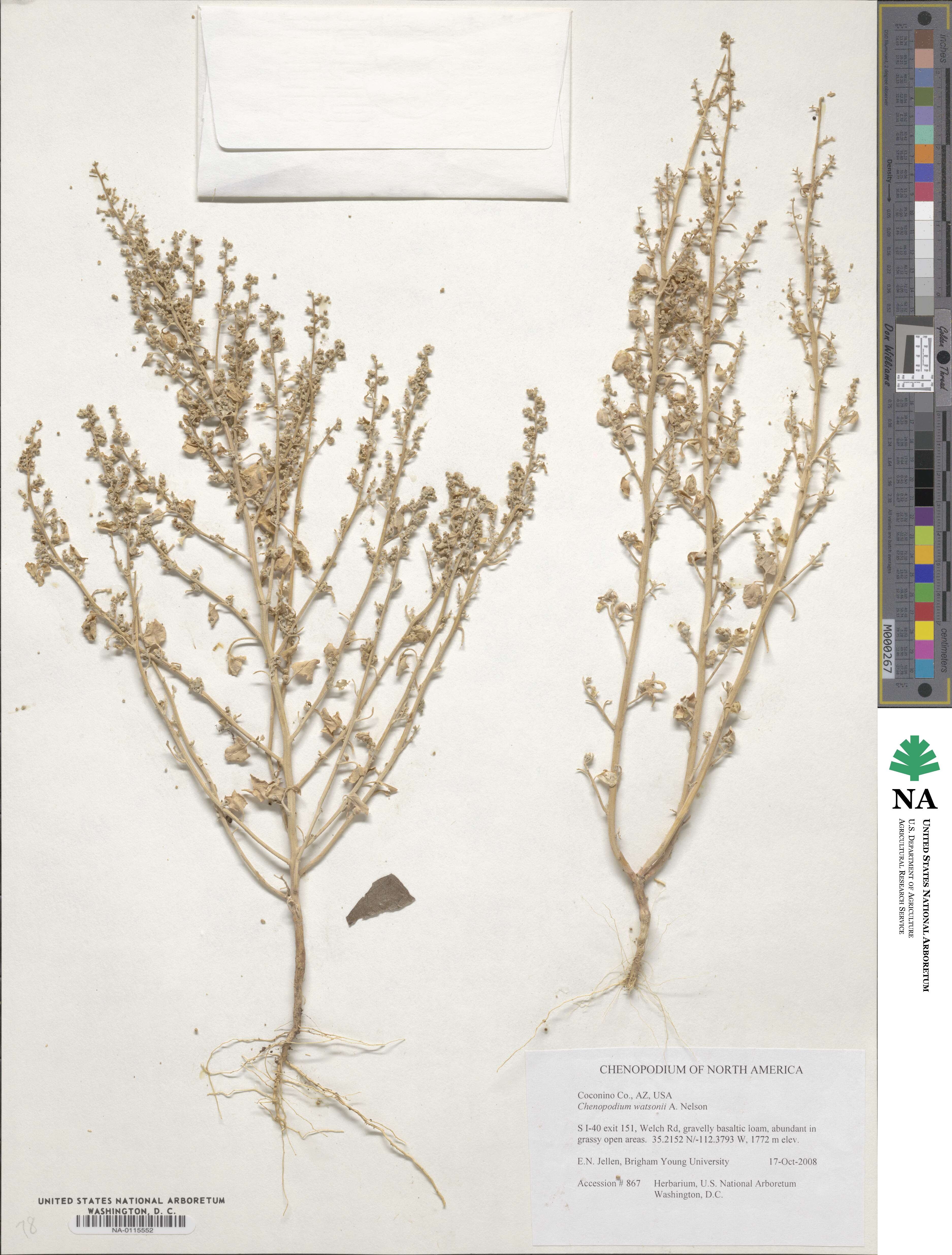 Chenopodium watsonii image