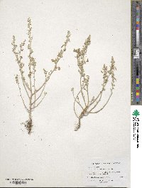 Chenopodium incanum image