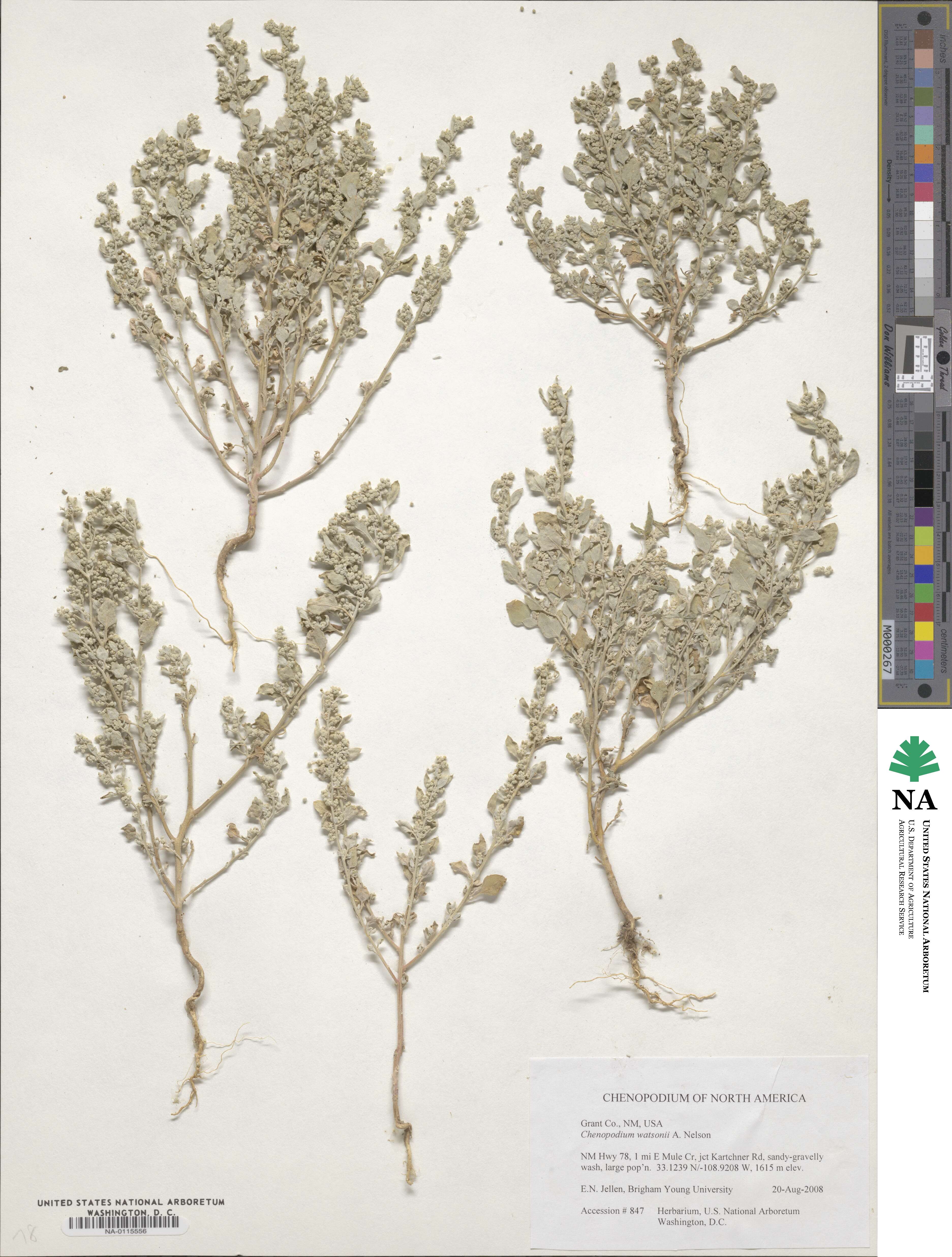 Chenopodium watsonii image