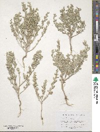 Chenopodium watsonii image