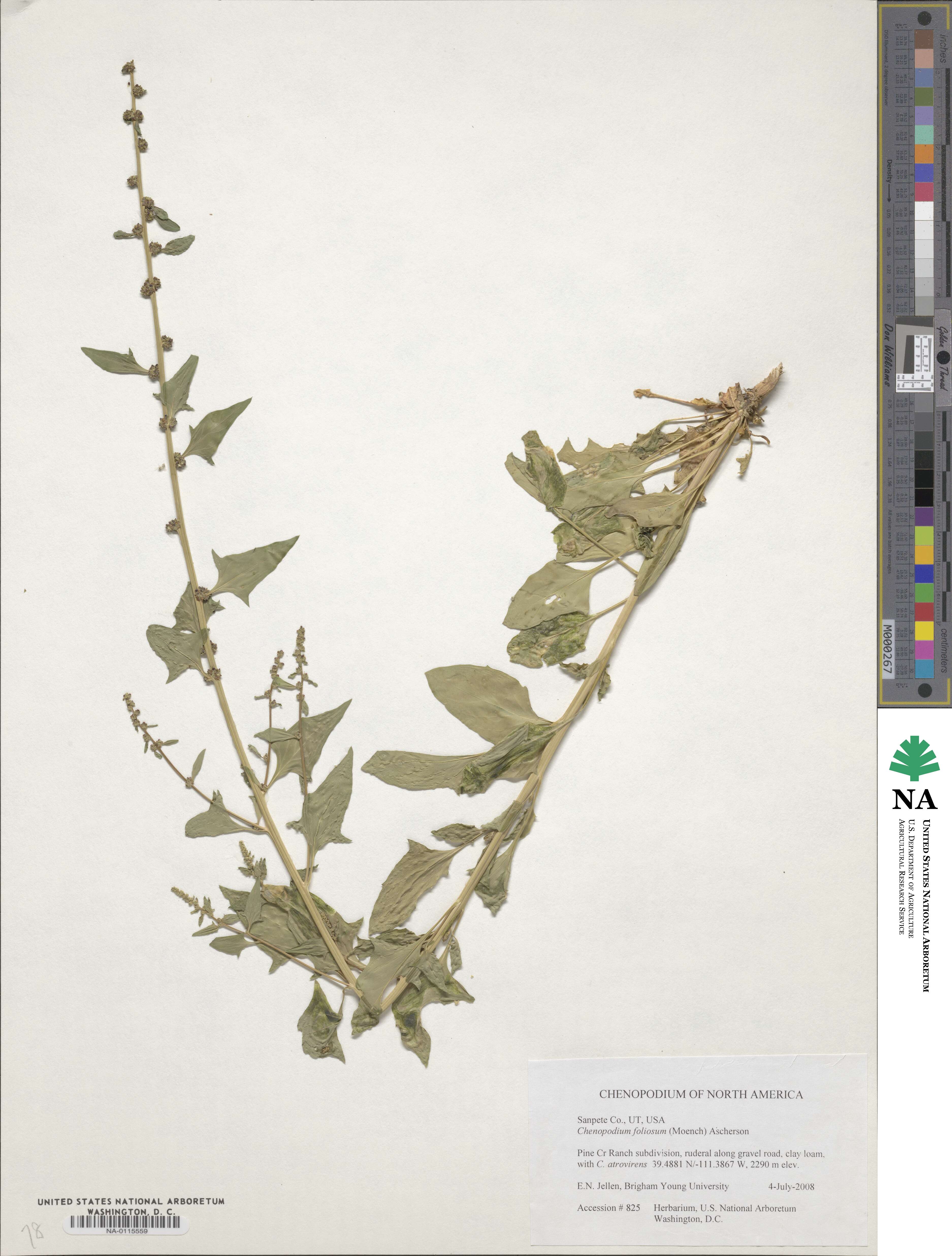 Blitum virgatum subsp. virgatum image