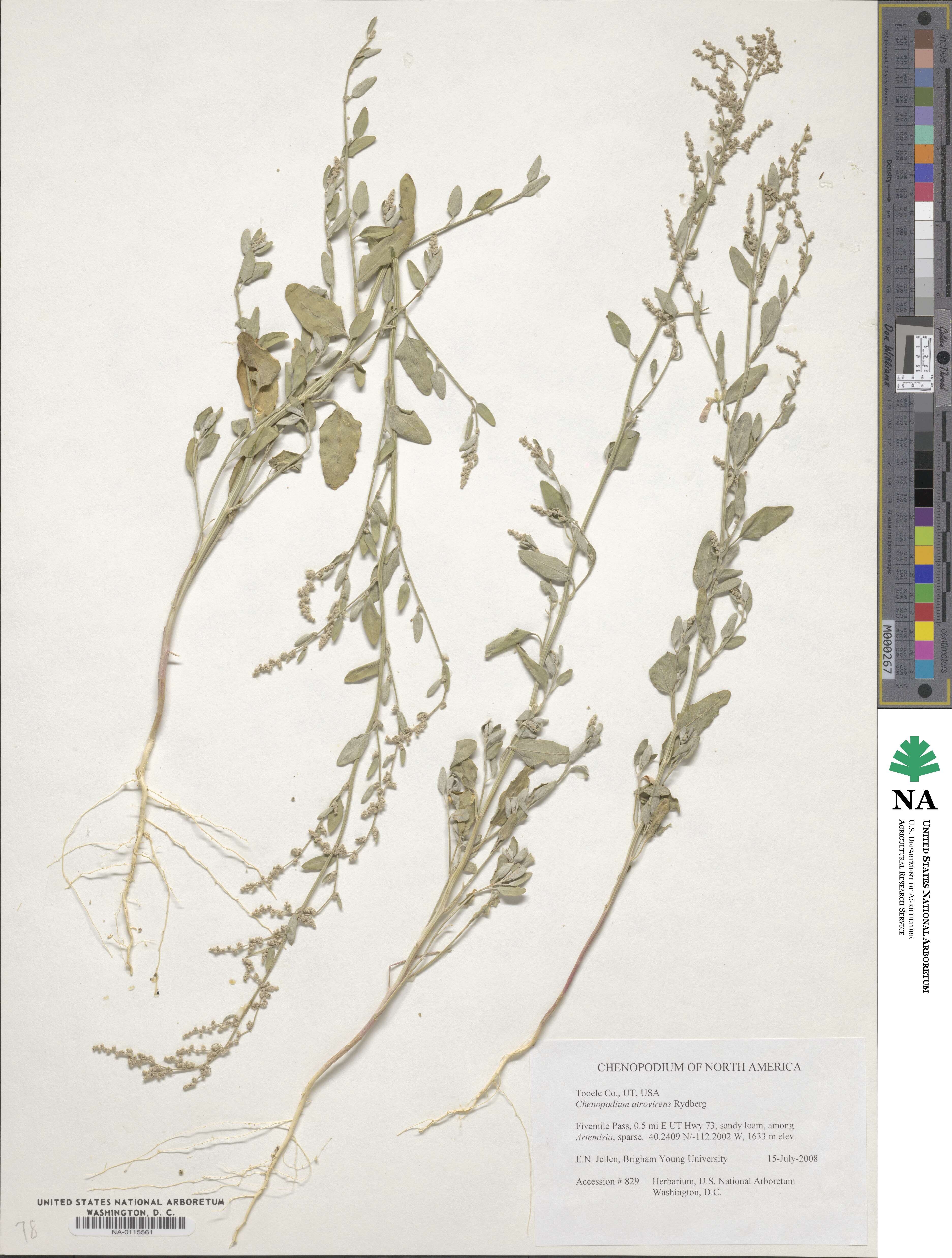 Chenopodium atrovirens image