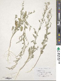 Chenopodium atrovirens image