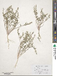 Chenopodium nevadense image