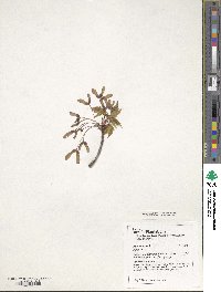 Acer rubrum image