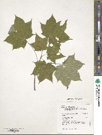 Acer cappadocicum image