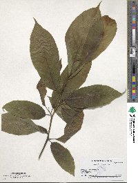 Magnolia denudata image