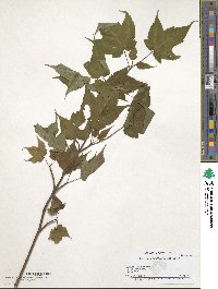 Acer pectinatum image