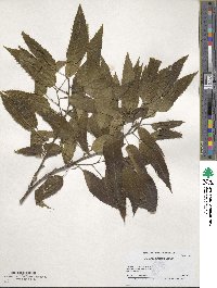 Quercus acutissima image