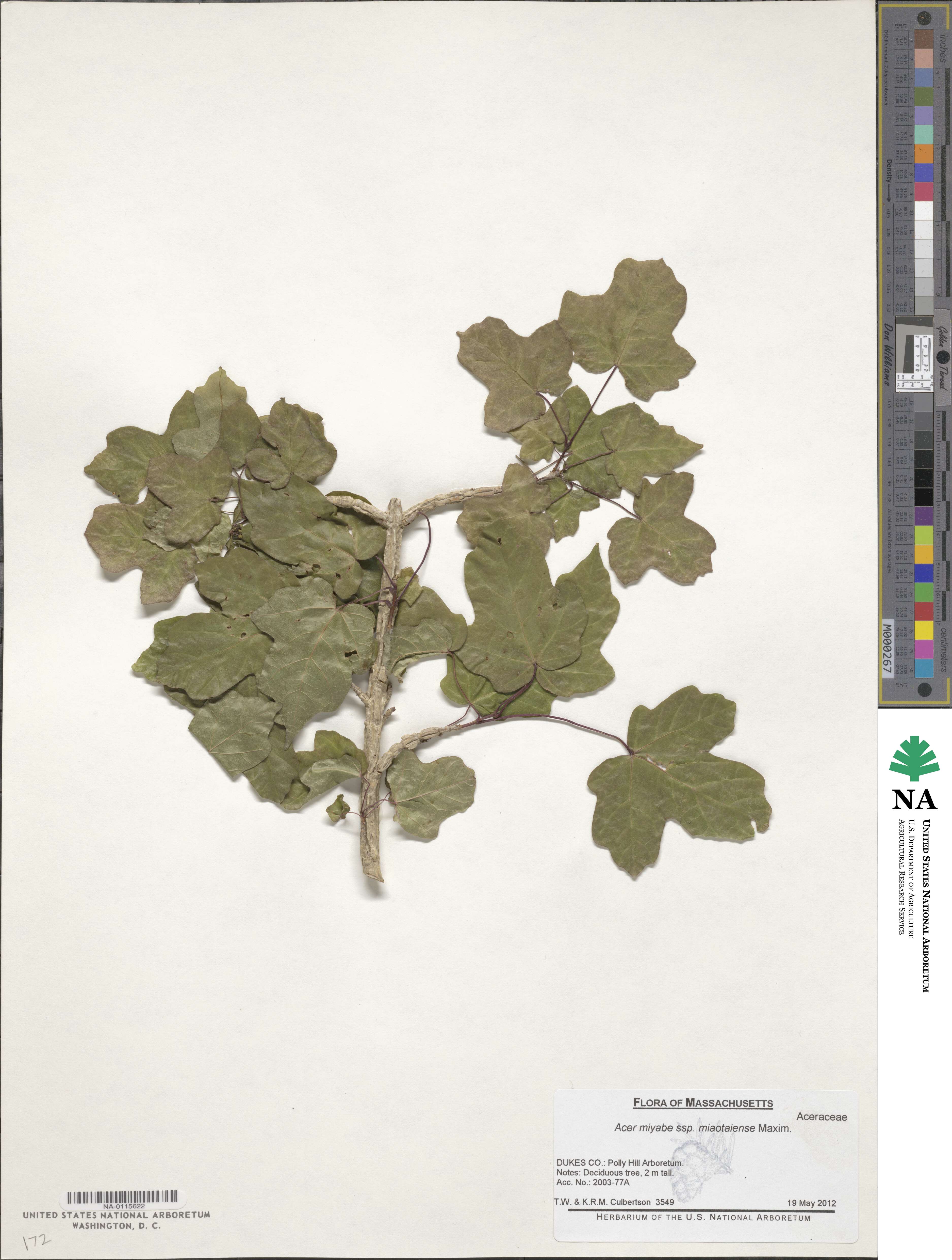 Acer miyabei subsp. miaotaiense image