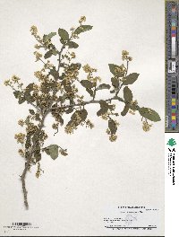 Symplocos paniculata image