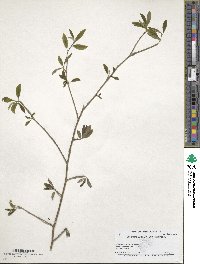 Ilex amelanchier image