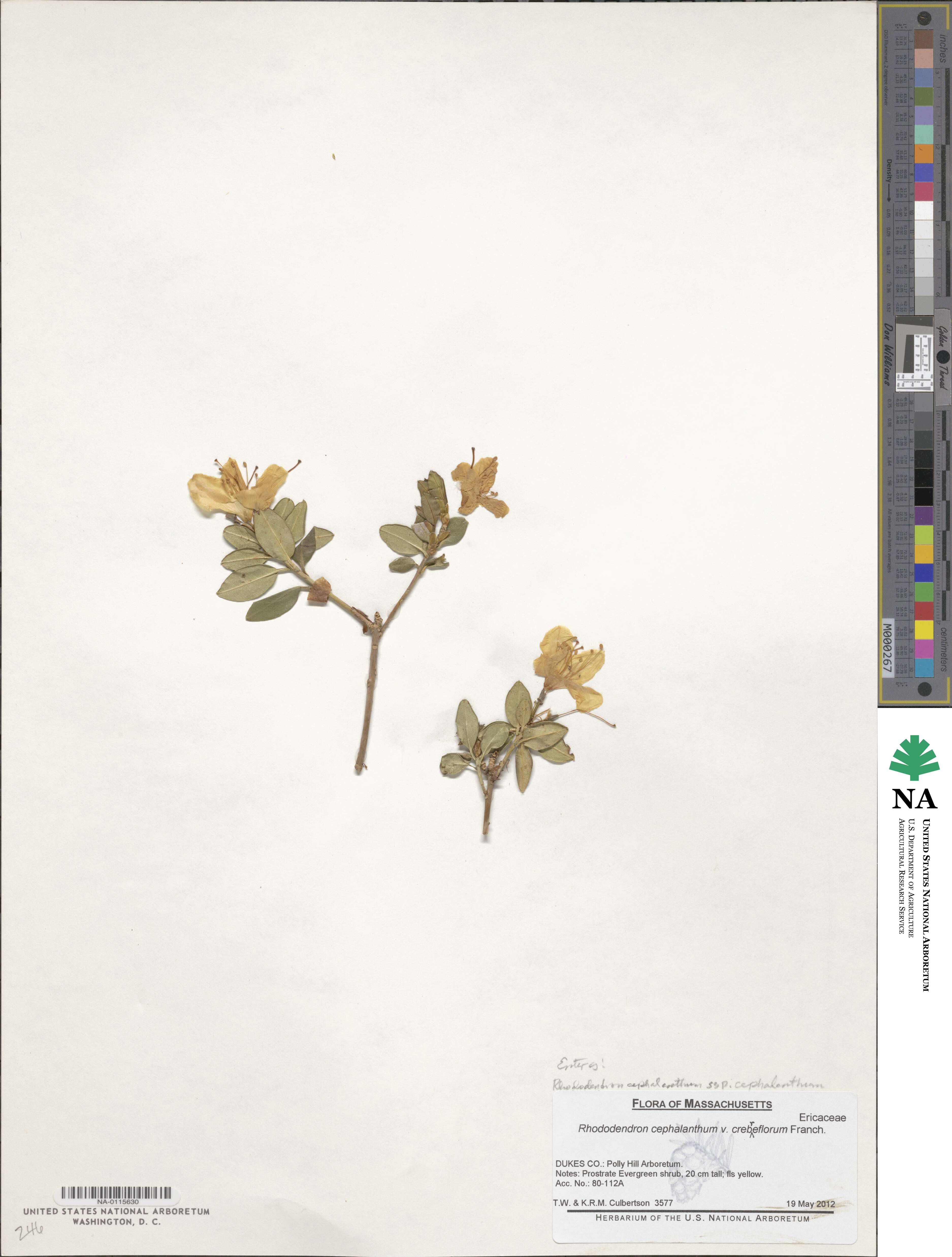 Rhododendron cephalanthum image