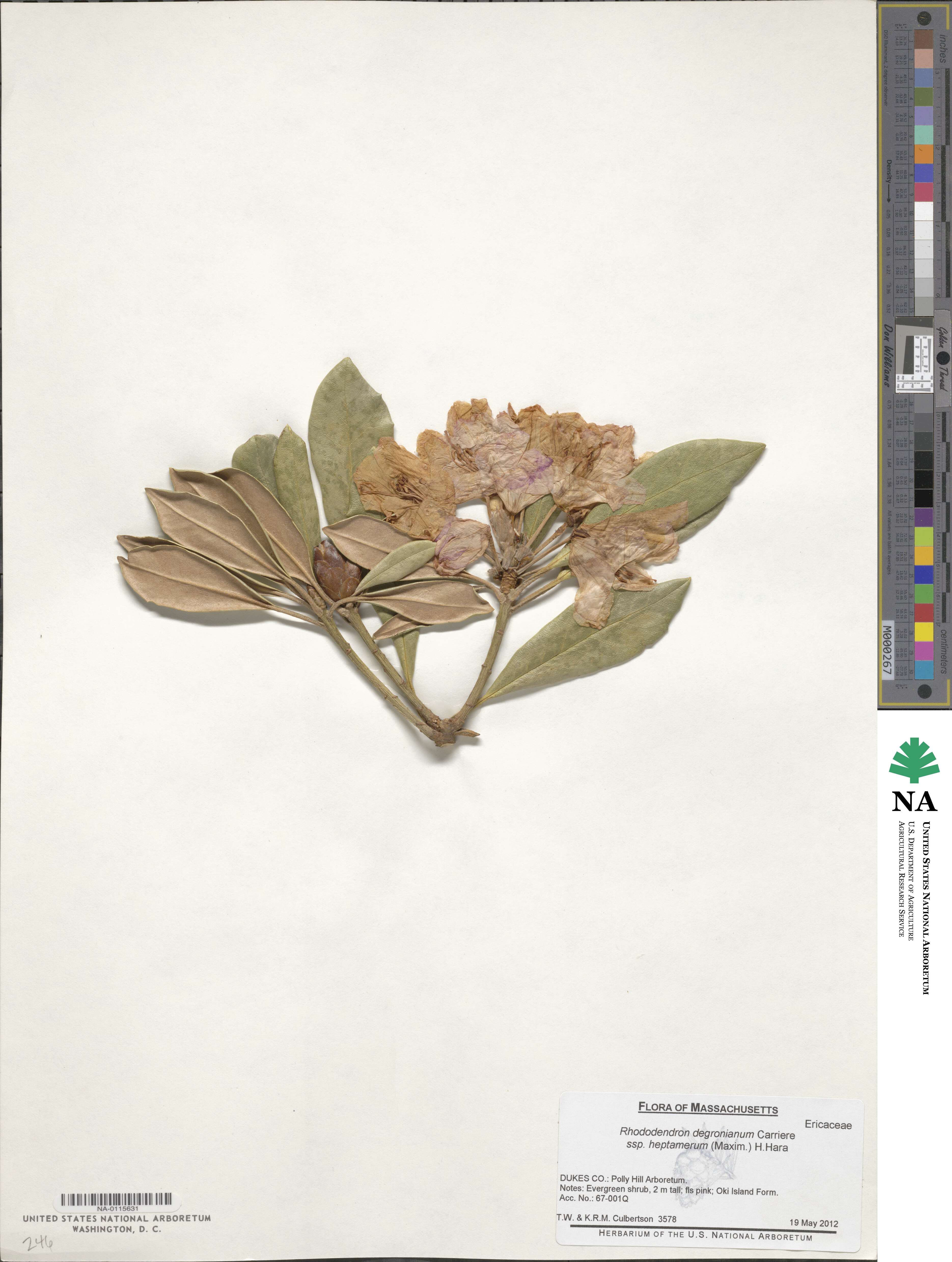 Rhododendron japonoheptamerum image