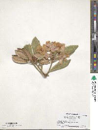 Rhododendron japonoheptamerum image