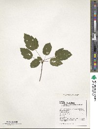 Acer stachyophyllum image