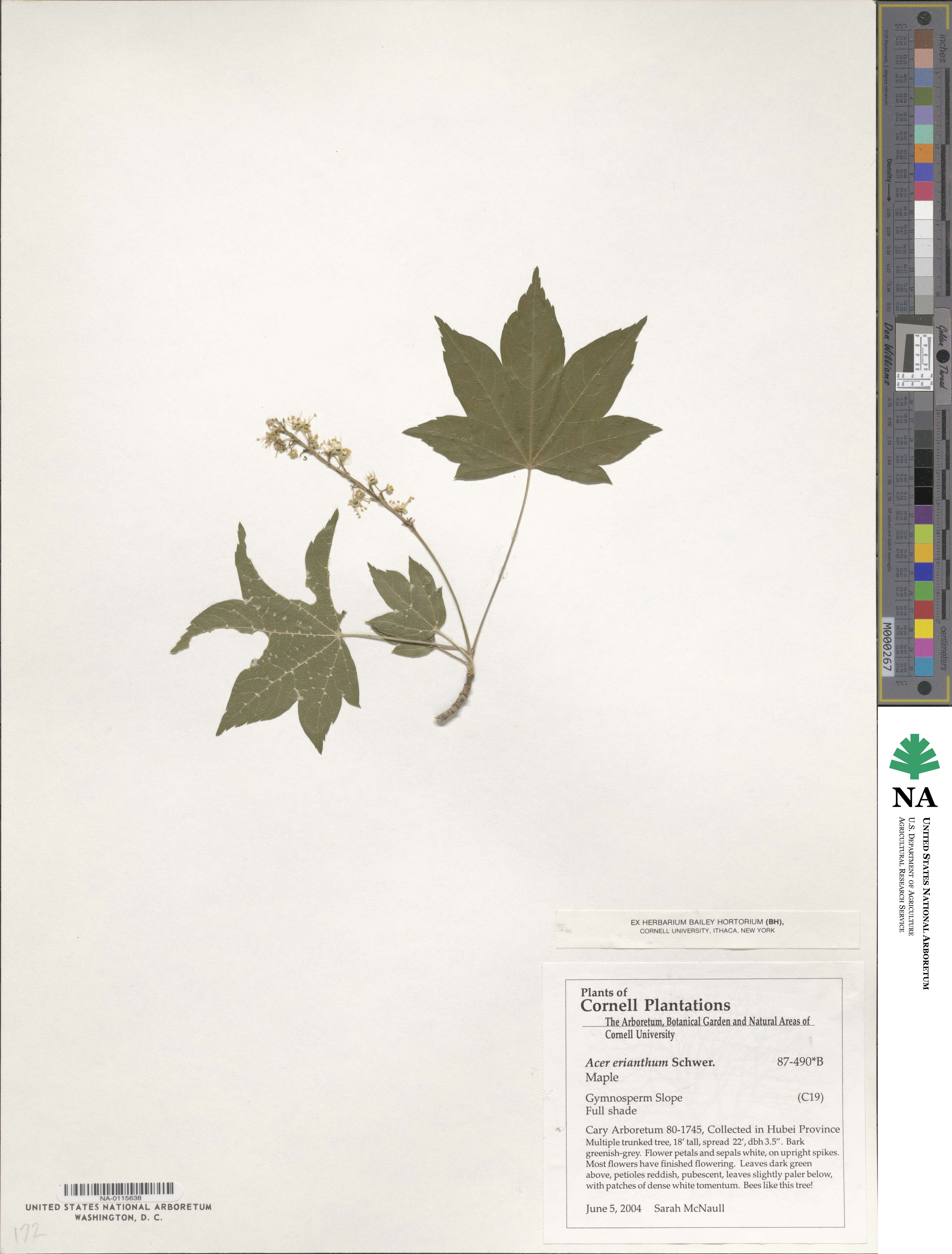 Acer erianthum image