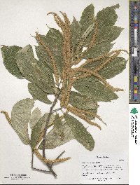 Castanea mollissima image