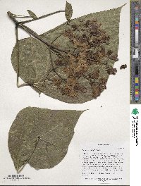 Catalpa bignonioides image