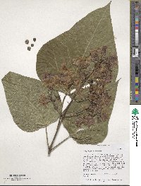 Catalpa bignonioides image