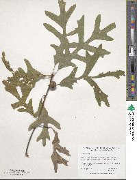 Quercus alba image