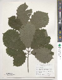 Quercus bicolor image