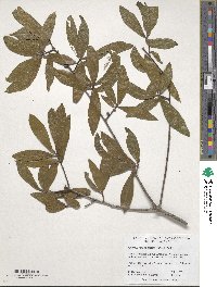 Quercus hemisphaerica image