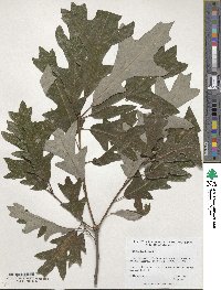 Quercus lyrata image