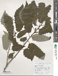 Quercus muehlenbergii image