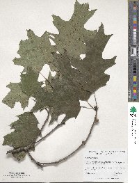 Quercus rubra image