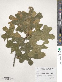 Quercus stellata image