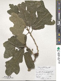 Quercus stellata image