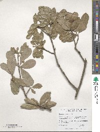 Quercus virginiana image