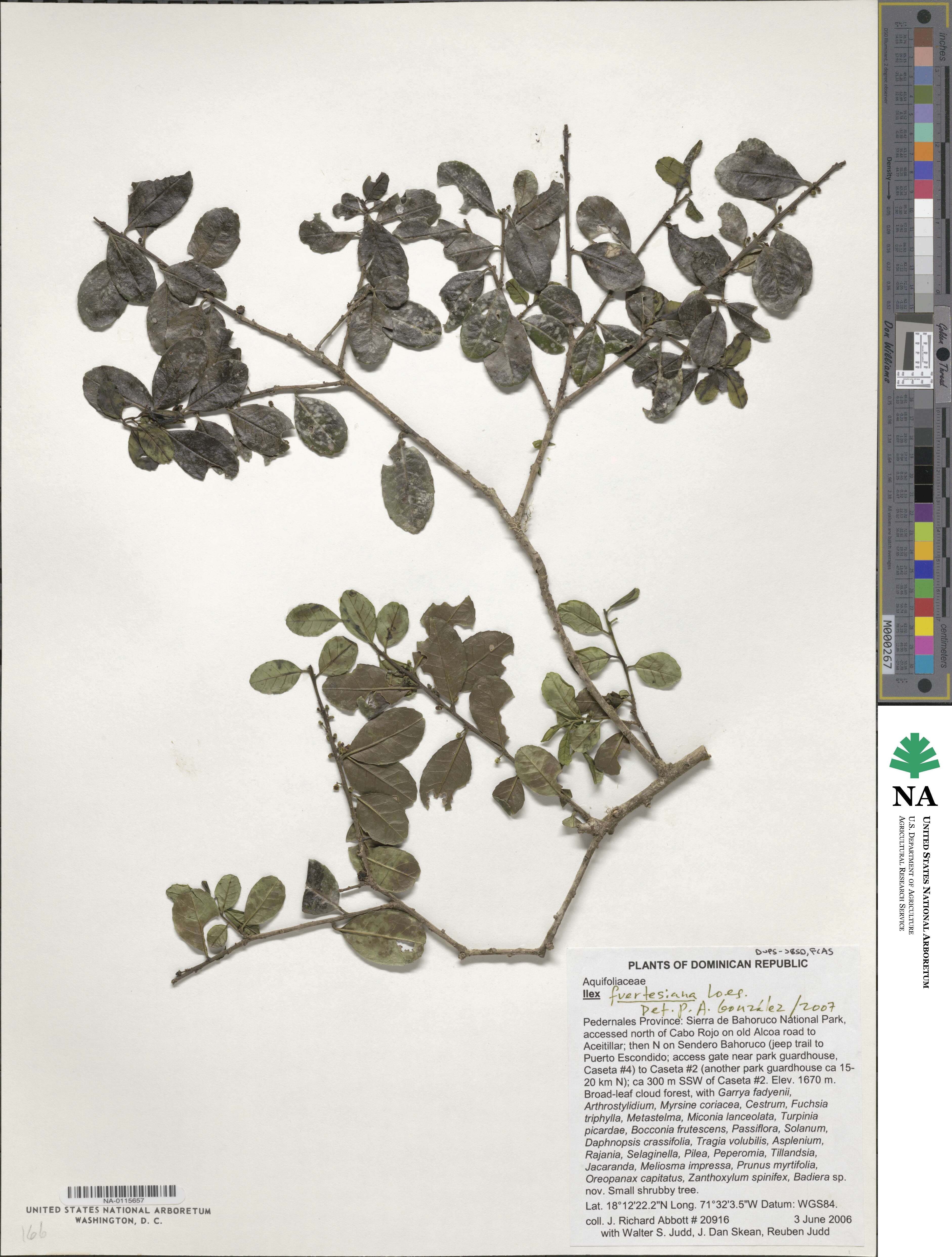 Ilex fuertensiana image