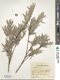 Salix rosmarinifolia image