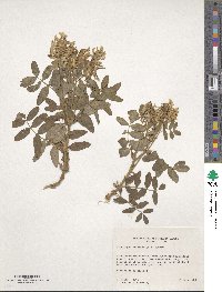 Astragalus frigidus image