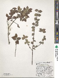 Ilex macfadyenii image