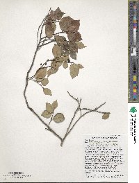 Ilex macfadyenii image