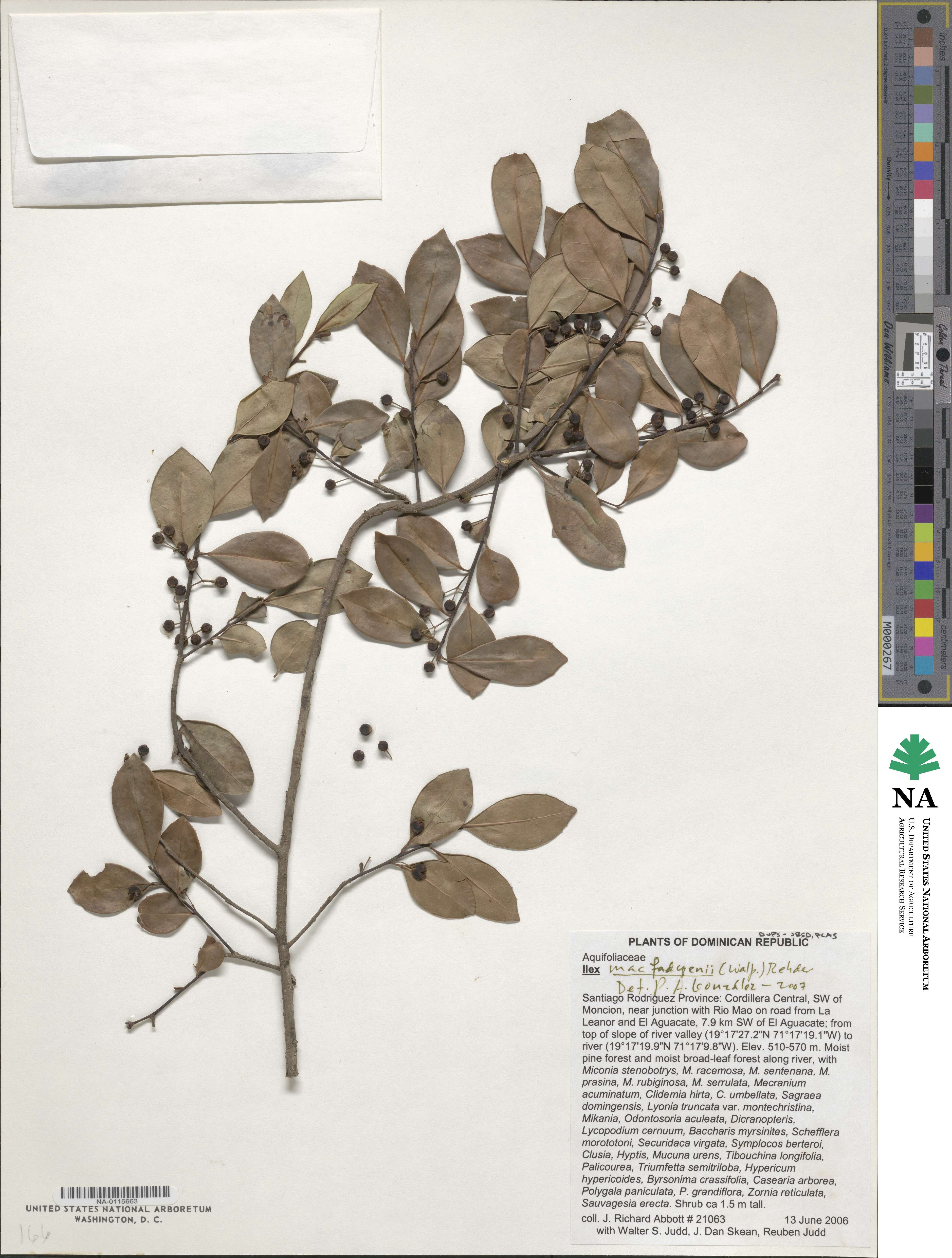 Ilex macfadyenii image