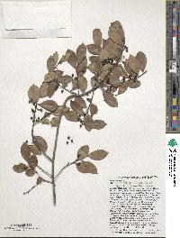 Ilex macfadyenii image