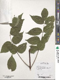 Phellodendron amurense image