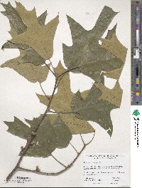 Quercus falcata image