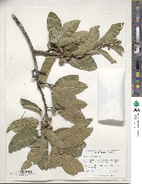 Quercus imbricaria image