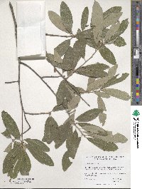 Quercus incana image