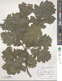 Quercus macrocarpa image