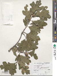 Quercus margarettae image